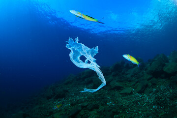 Brightly coloured fish surround a plastic bag floating in the ocean.  © Francisco