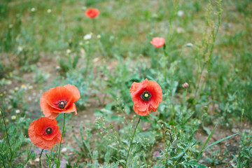 Maki ,Papaver L. © Marcin Łazarczyk