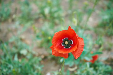 Mak ,Papaver L.