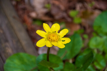 春を告げる黄色い花