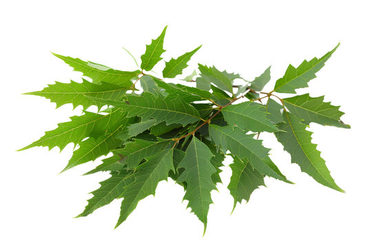 Close-Up of Fresh Green Neem Leaves Isolated on White Background - Nature, Botany, and Plant Life