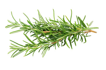 Fresh Rosemary Herb Isolated on White Background - High-Quality Image of Aromatic Green Rosemary Sprigs - Perfect for Culinary, Herbal, and Natural Health Uses