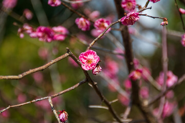 春の梅の花