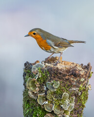 rudzik zwyczajny Erithacus rubecula