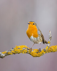 rudzik zwyczajny Erithacus rubecula