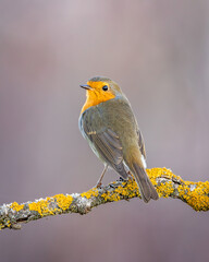 rudzik zwyczajny Erithacus rubecula