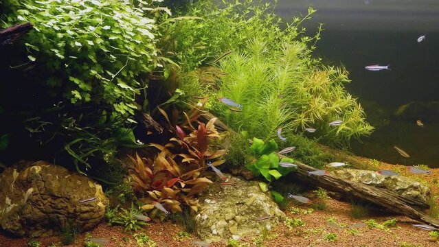 dutch style nature freshwater planted aquarium, green and red healthy aquatic plants grow in gravel substrate soil and produce oxygen, rummy-nose tetra characin, stone and driftwood design, LED light