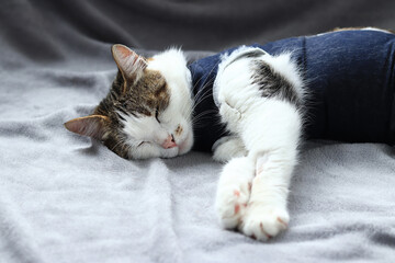 Close-up of a cat in a blanket after sterilization. Cat at home after surgery. Home care for an animal in a postoperative bandage. Cat after anesthesia. Pet after abdominal surgery. Castration