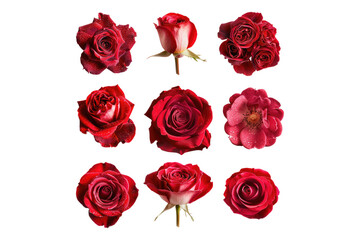 Fototapeta premium Different part of red rose isolated on transparent background