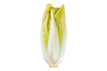 Fresh endive isolated on transparent background