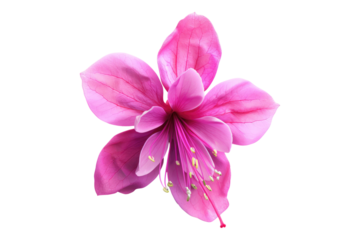 Fuchsia flower isolated on transparent background