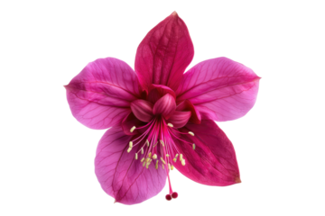 Fuchsia flower isolated on transparent background