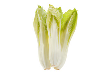 Fresh endive isolated on transparent background