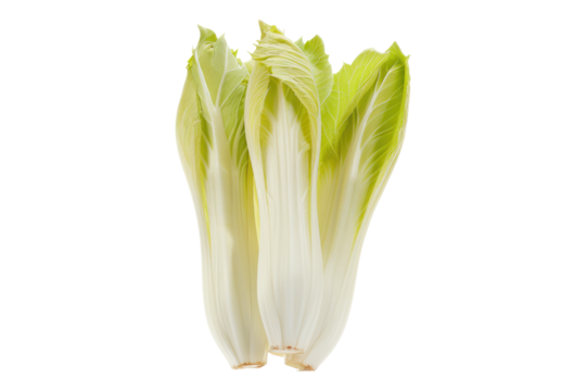 Fresh endive isolated on transparent background