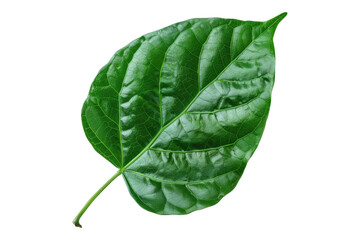 Fototapeta premium Molokhia leaves isolated on transparent background