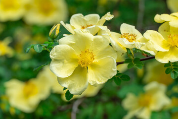 Obraz premium Yellow flowers of bush rosa hugonis blooming in garden. Deciduous shrub of father hugos rose with arching habit. Golden rose china five petals. Landscape in effective barrier or hedge family rosaceae.