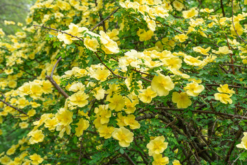Yellow flowers of bush rosa hugonis blooming in garden. Deciduous shrub of father hugos rose with arching habit. Golden rose china five petals. Landscape in effective barrier or hedge family rosaceae.