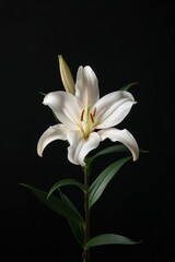 Obraz premium flower Photography, Lilium asiatic, Isolated on black Background