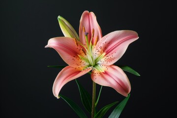 Fototapeta premium flower Photography, Lilium aurelianense, full view object, copy space on right, Isolated on Black Background