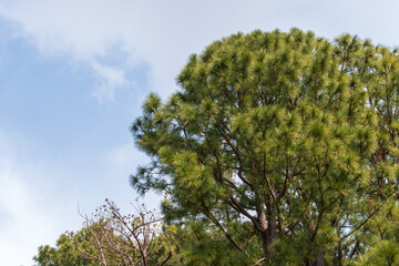 Obraz premium 青空と松の木