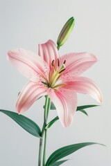 Fototapeta premium flower Photography, Lilium aurelianense, Isolated on white Background