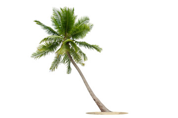  Coconut trees blowing in the sea  isolated  on white background, beach coconut tree in the summer,