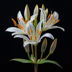 flower Photography, Lilium candidum, Close up view, Isolated on black Background