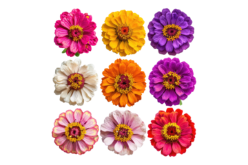Set of colorful zinnia flower isolated on transparent background