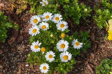 庭のマーガレット