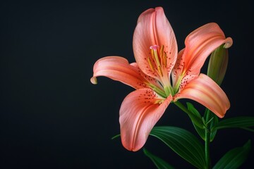 flower Photography, Lilium longiflorum, full view object, copy space on right, Isolated on Black Background