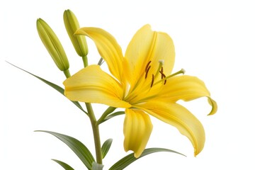 flower Photography, Lilium martagon, Isolated on white Background