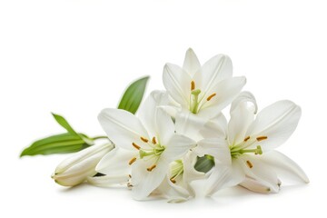 Fototapeta premium flower Photography, Lilium martagon, Isolated on white Background