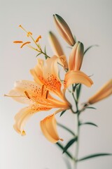 Obraz premium flower Photography, Lilium regale, Isolated on white Background