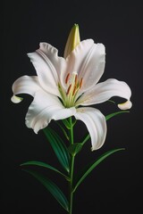 Fototapeta premium flower Photography, Lilium regale, Isolated on black Background