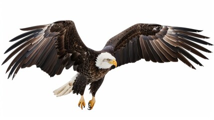 Obraz premium Majestic bald eagle gracefully lands, exuding power and freedom against a white background. Its strong talons and elegant feathers showcase the beauty of wildlife