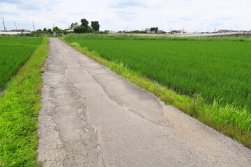 Obraz premium 田舎の古い農道と青田風景