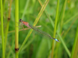 Immature female blue tailed damselfly (Ischnura elegans f. rufescens) perching on a reed