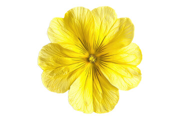 Top view of the primrose flower isolated on transparent background