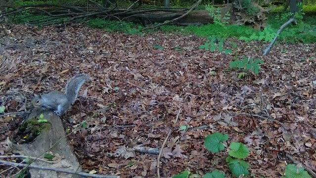 american grey squirrel in forest