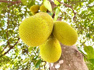 A jackfruit tree with some jackfruit hanging on its branch. The scientific name is Artocarpus integer