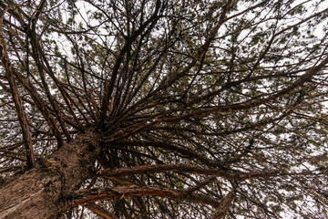 A background with a textured pine trunk with branches spread wide apart. The trunk of a coniferous tree with branches. View of the pine branches from a low angle.
