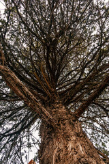 Background with a textured pine trunk with branches spread wide apart. The trunk of a coniferous tree with branches. View of the pine branches from a low angle.