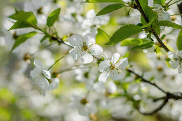 Branches of a cherry tree on a sunny day against a blue sky background. Blooming white cherry in spring. Selective cherry blossom focus. 