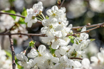 Selective cherry blossom focus. A blooming white cherry tree in the sunlight. Branches of a cherry tree on a sunny day against a blue sky background. Blooming white cherry in spring.