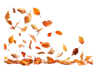 Autumn falling leaves on transparent background