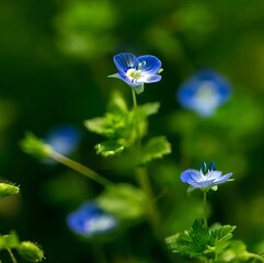 Unveiling the ethereal beauty of Baby Blue Eyes flowers, this captivating image captures the essence of these charming wildflowers.