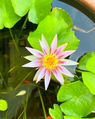Lotus flower in fish bowl 