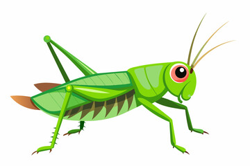 grasshopper vector art work and illustration,