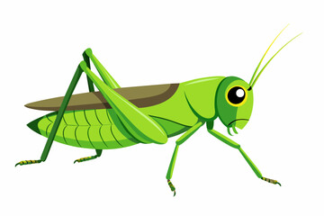 grasshopper vector art work and illustration,