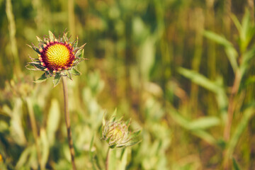 Gailardia ,kwiat,roślina 